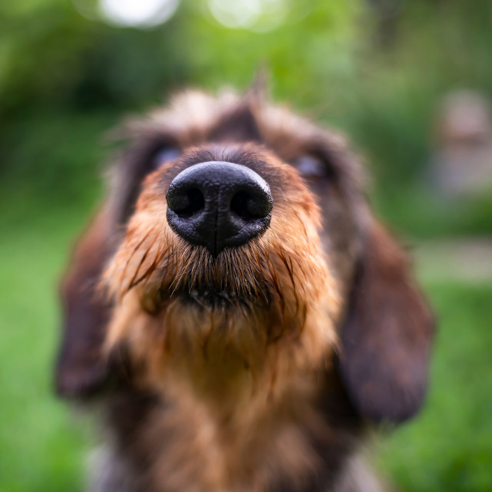 La importancia de dejar que tu perro olfatee