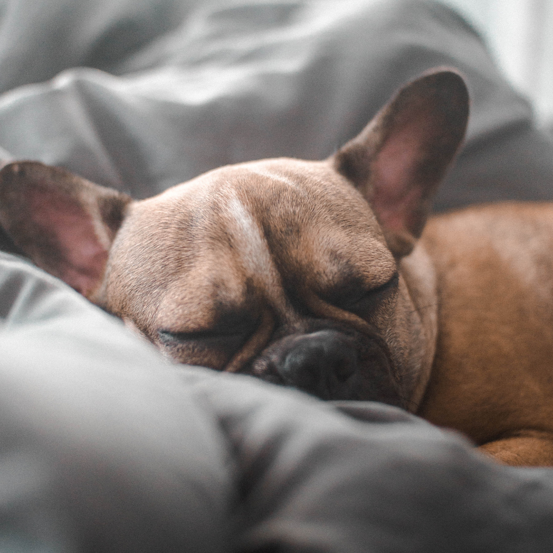 ¿Con qué sueñan los perros mientras duermen?