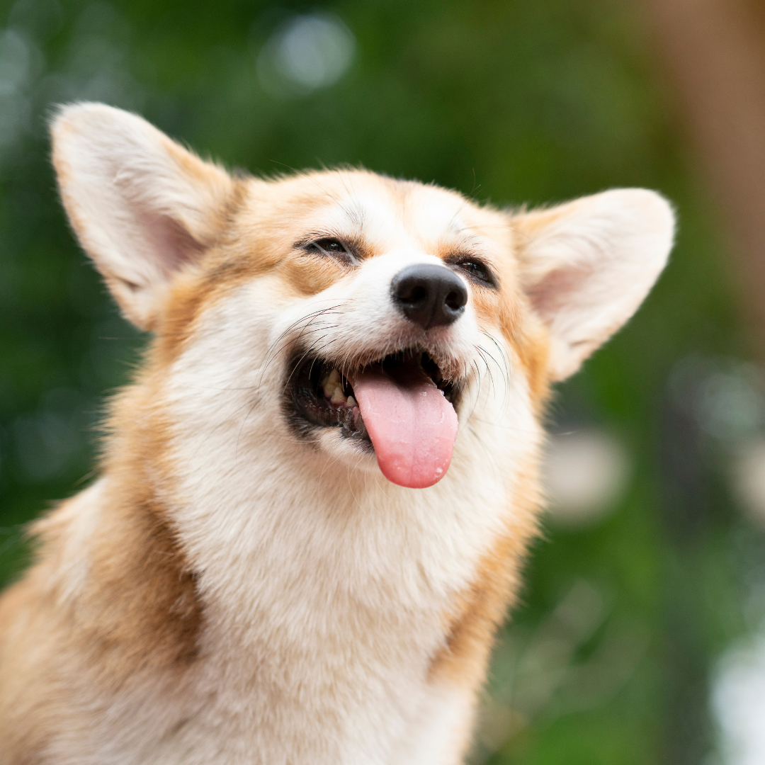 La Comunicación no verbal de los perros: ¿Qué nos están diciendo?