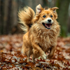 Cómo proteger a tu perro del barro y la lluvia en otoño