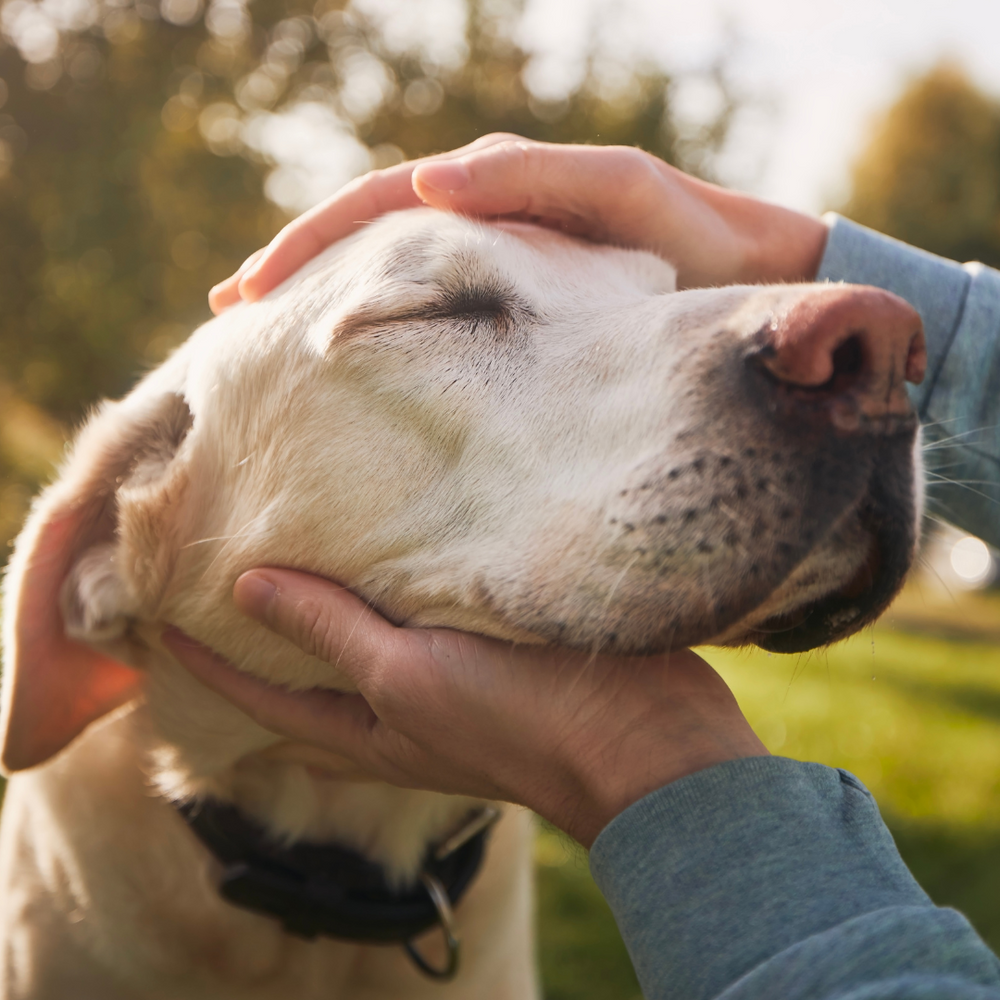 Cuidados Específicos para Perros Senior: Consejos para una Vejez Saludable