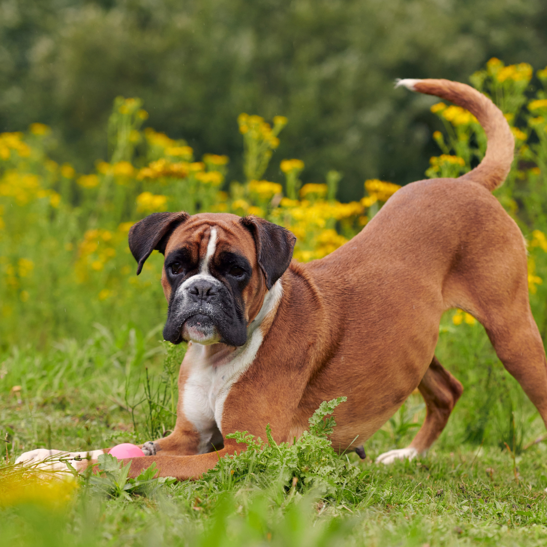 La importancia de usar un arnés adecuado para tu perro