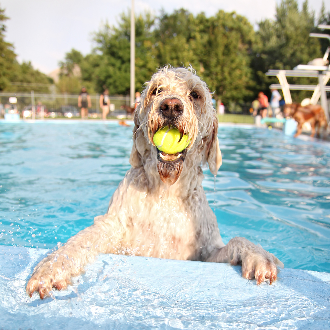 Cómo mantener a tu perro fresco en verano