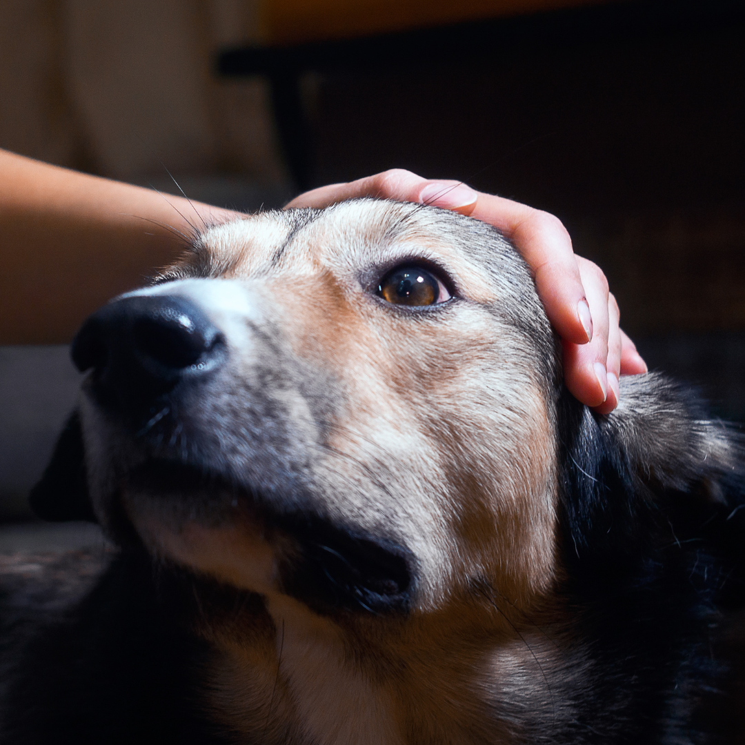 El espacio personal también existe para los perros
