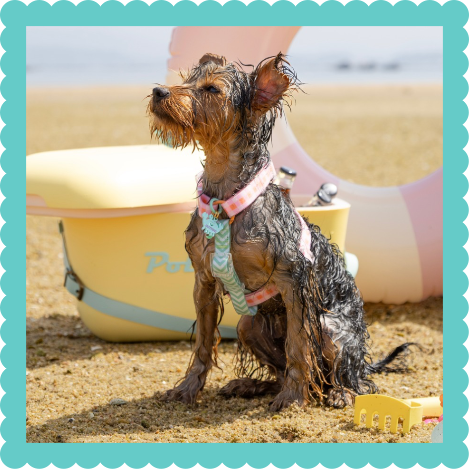 Arneses Impermeables para Perro: Arneses Waterproof
