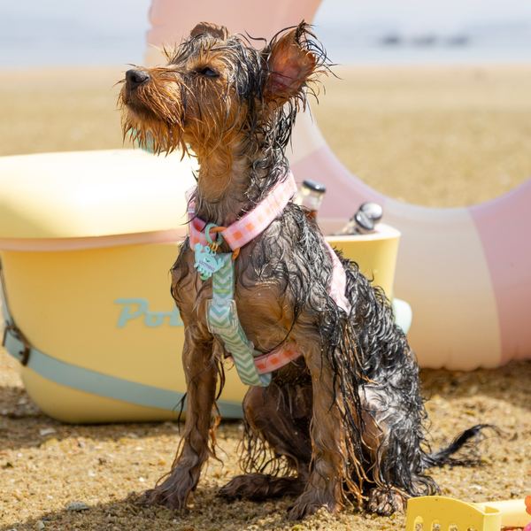 Arneses Impermeables para Perro: Arneses Waterproof