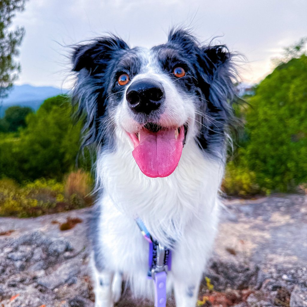 Classic Comfort Harness ~ RETRO