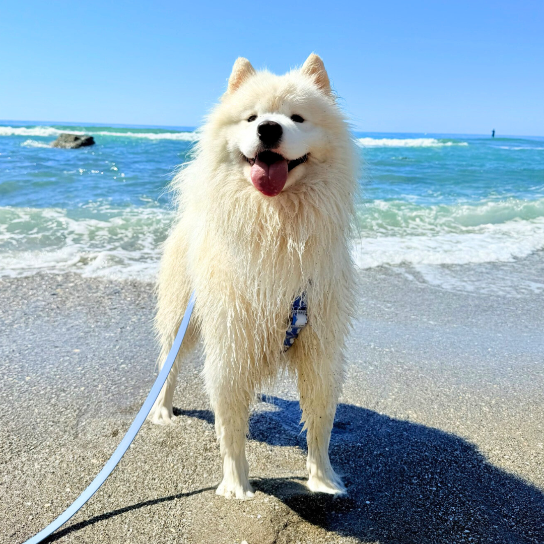 Arnés Waterproof SKY