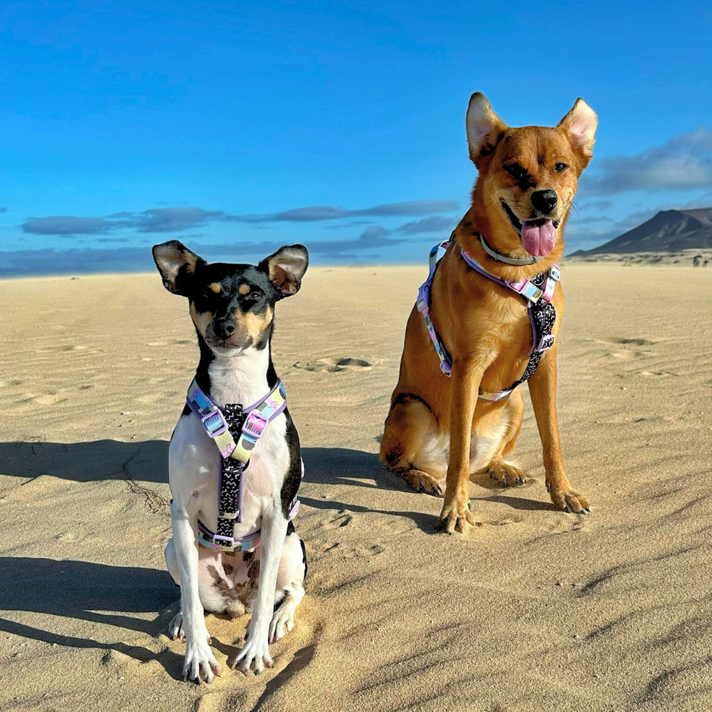 Classic Comfort Harness ~ RETRO