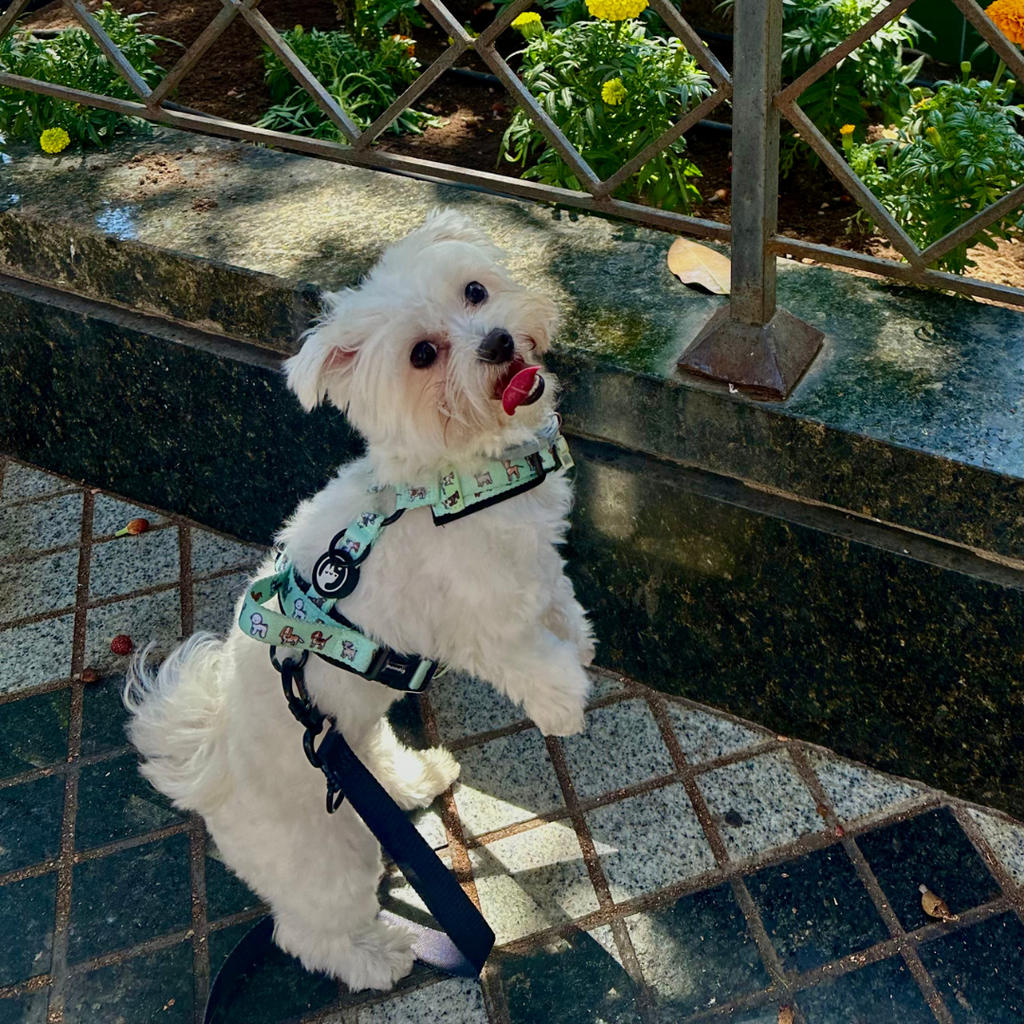 Classic Comfort Harness ~ BEST FRIEND