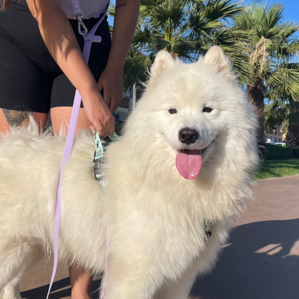 Classic Comfort Harness ~ BEST FRIEND