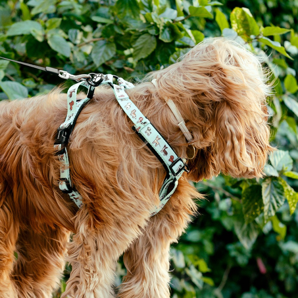 Classic Comfort Harness ~ BEST FRIEND