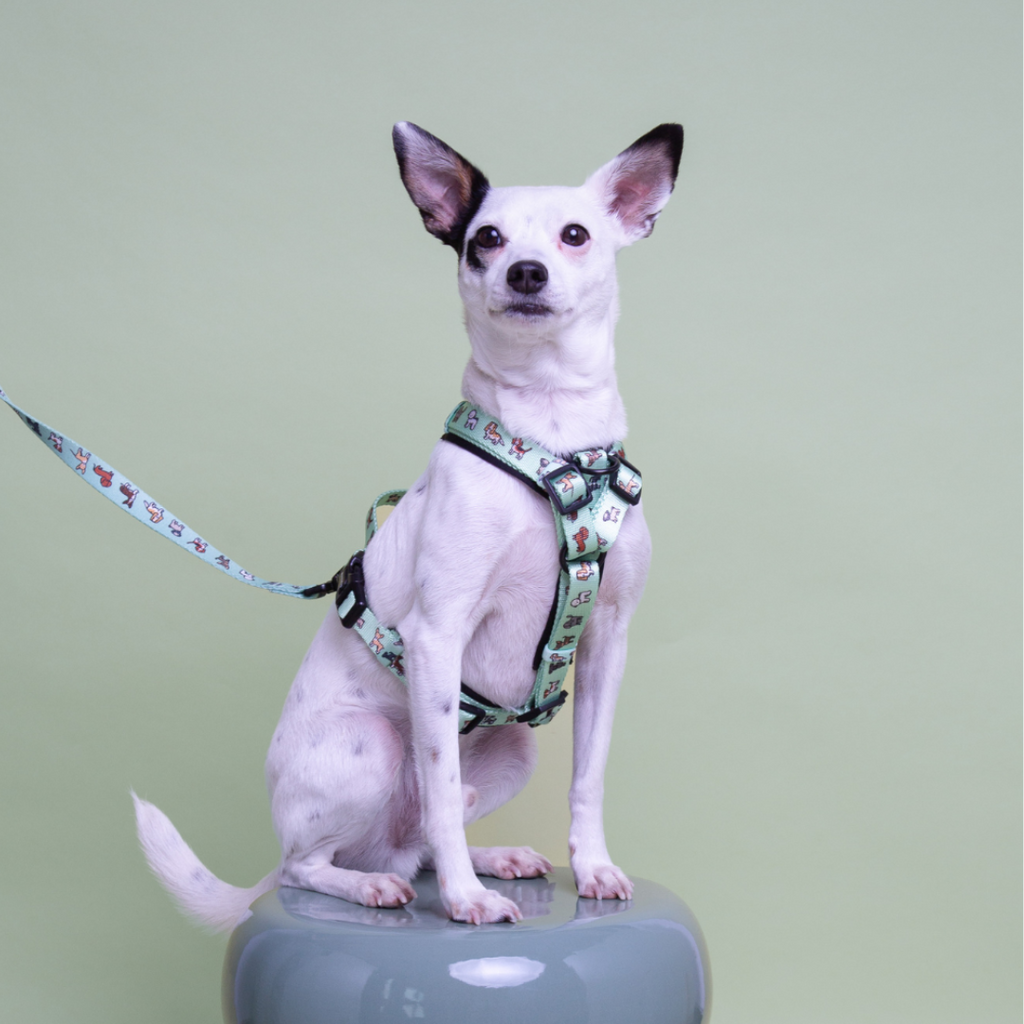 Classic Comfort Harness ~ BEST FRIEND