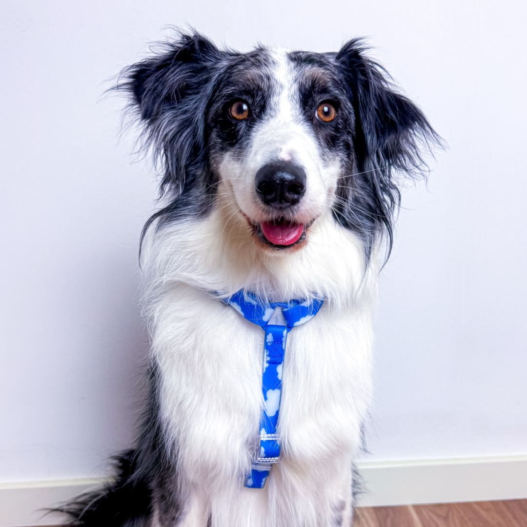 Arnés Waterproof SKY