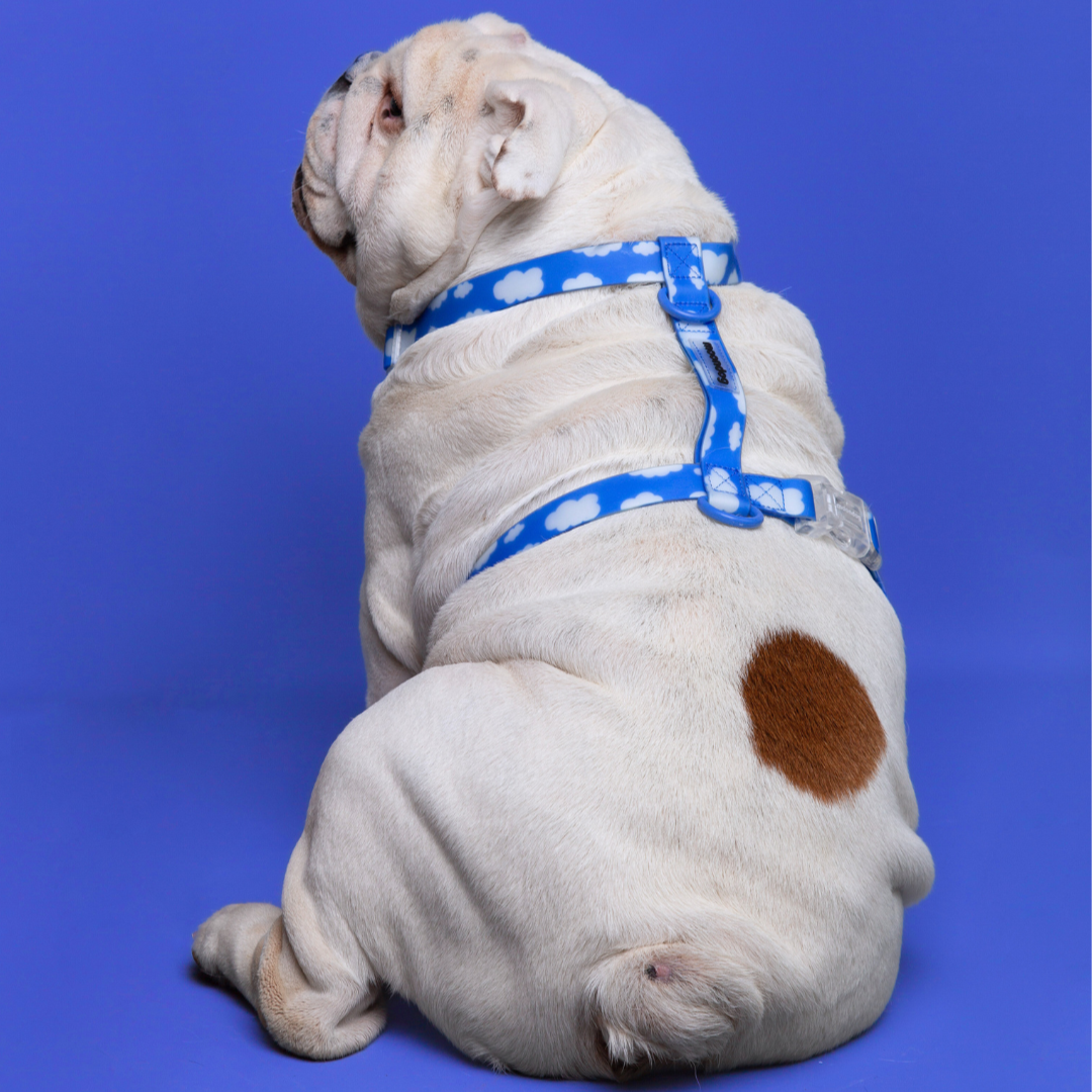 Arnés Waterproof SKY