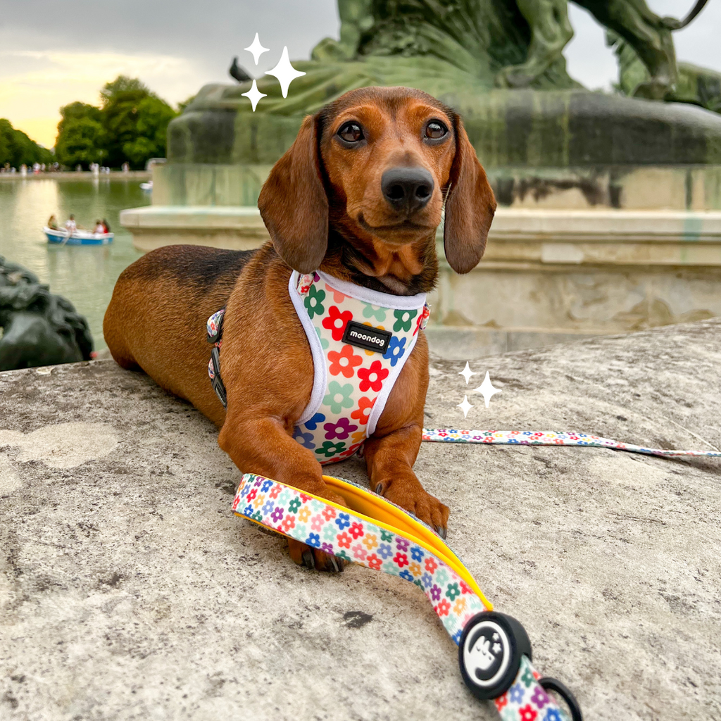 Adjustable Harness "Spring"