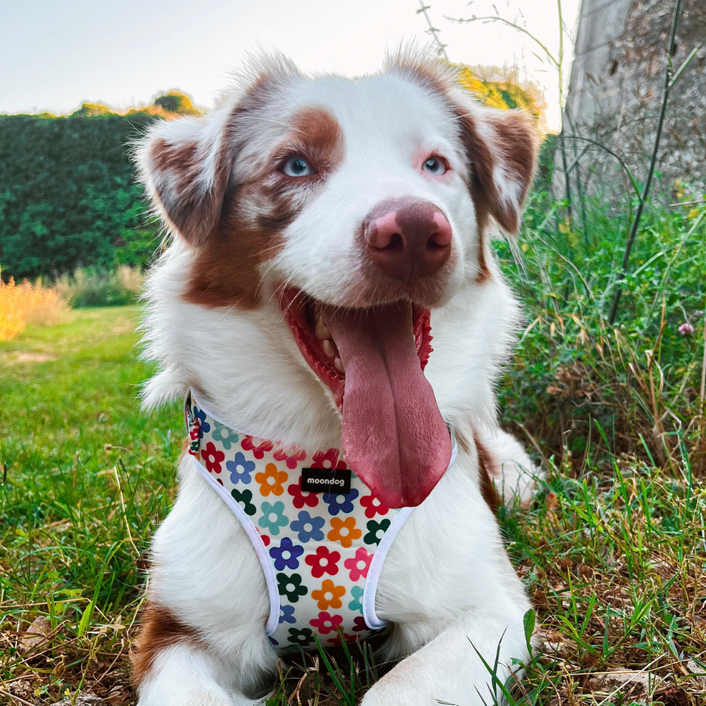 Adjustable Harness "Spring"