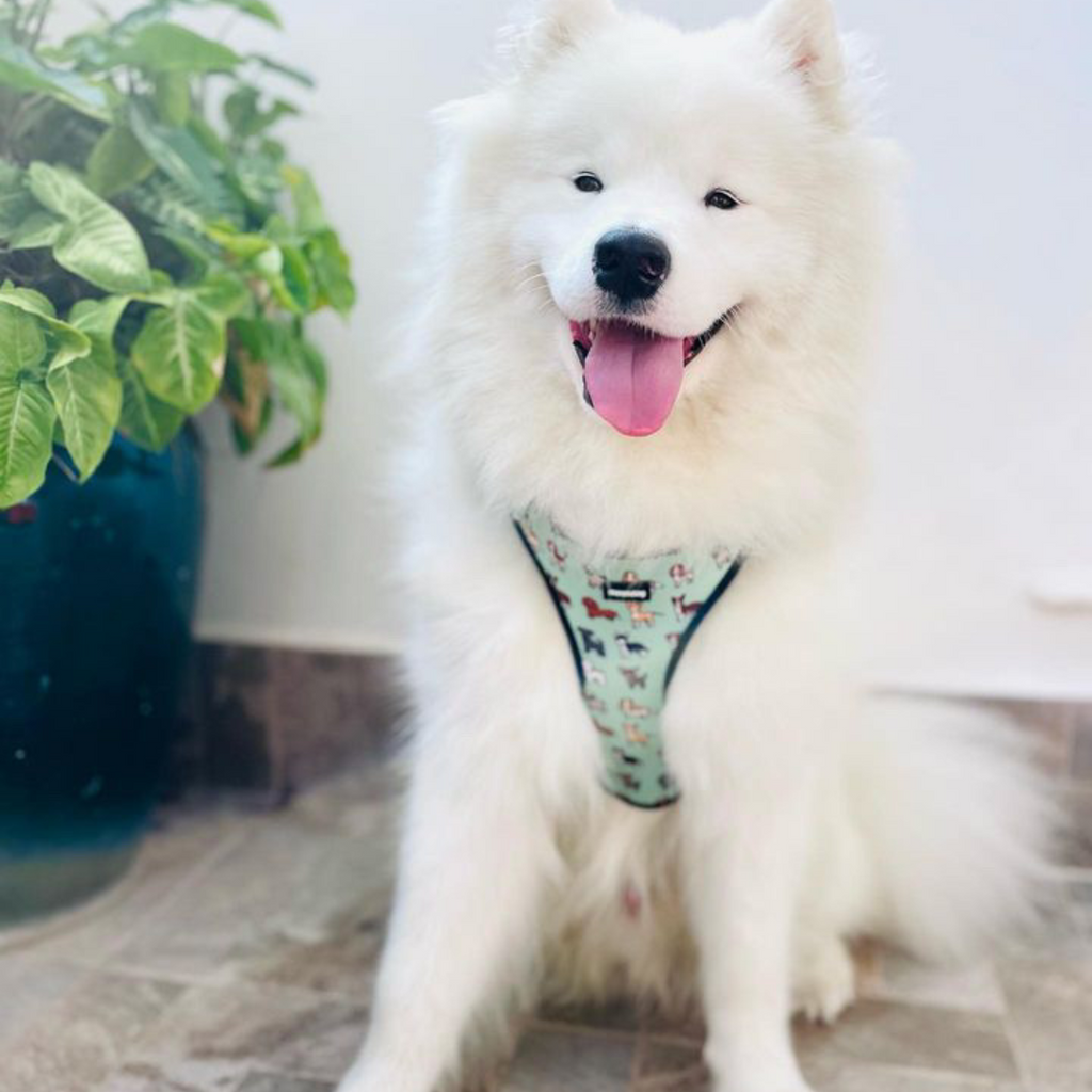 Adjustable Harness "Best Friend"