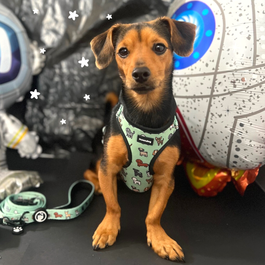 Adjustable Harness "Best Friend"