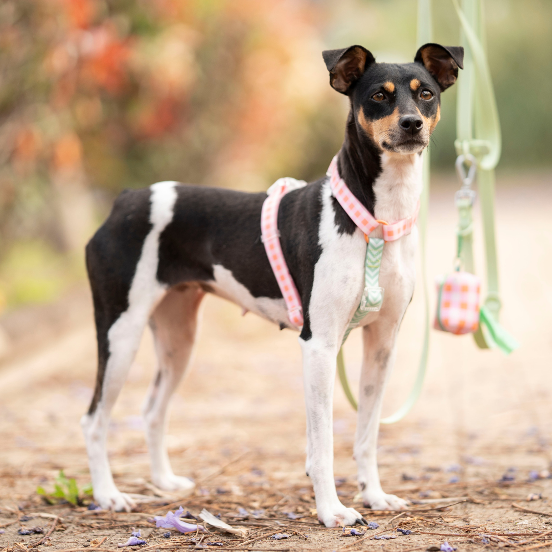 Arnés Waterproof PICNIC