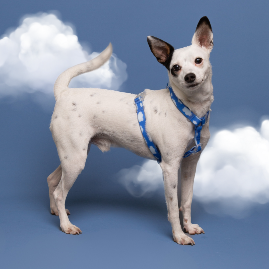 Arnés Waterproof SKY